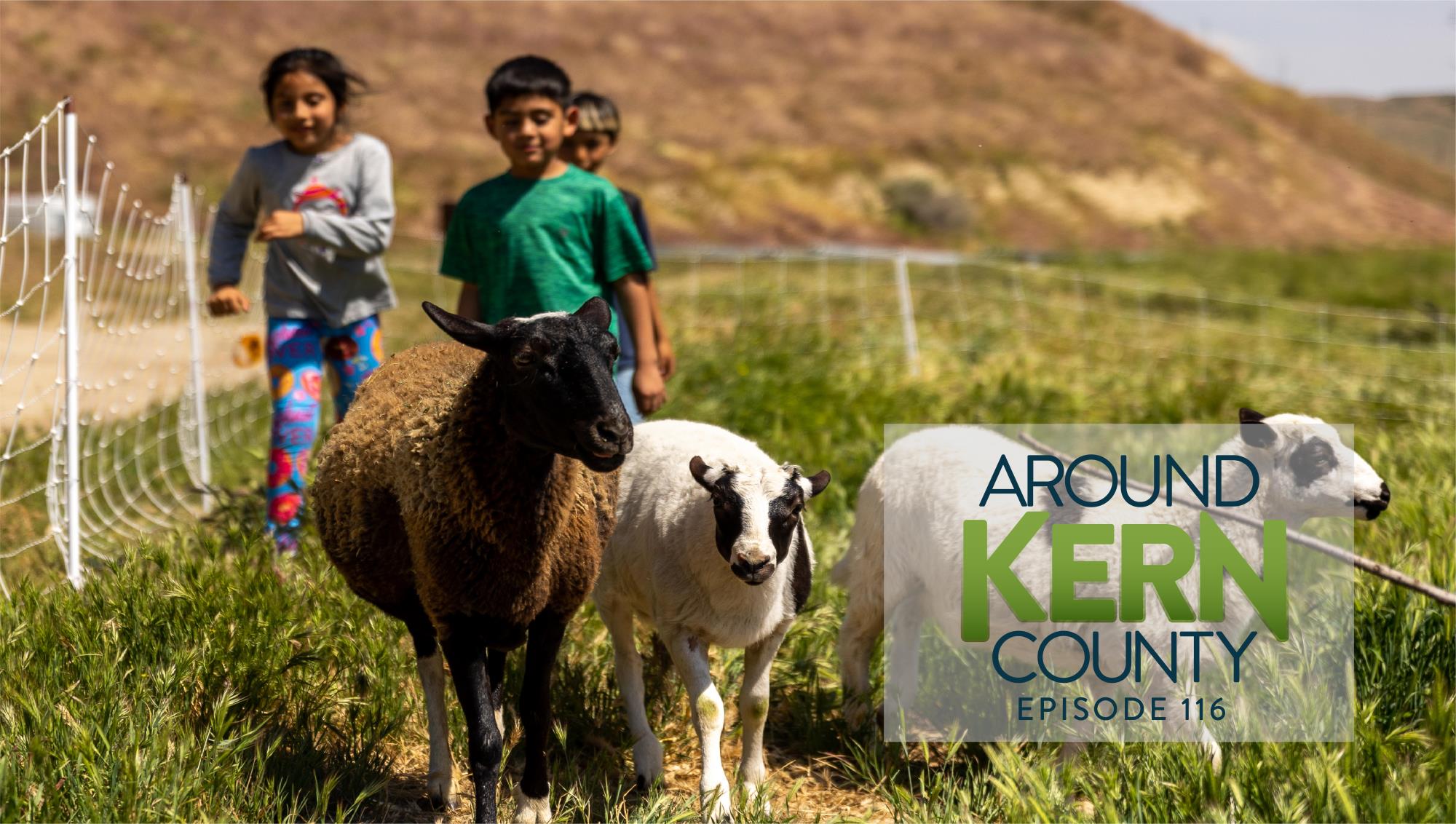 Children running with lambs at Camp Okihi
