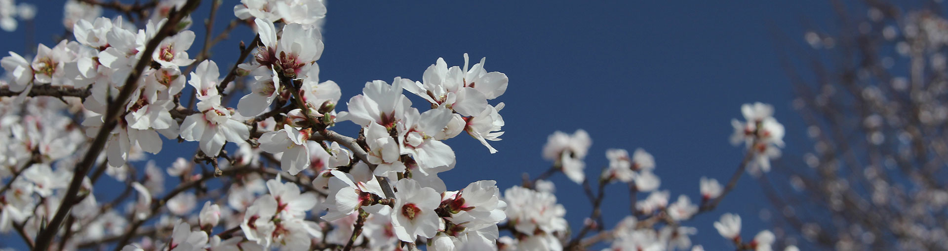 Almond Blossoms - Photo By Board of Trade
